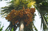 Good news for areca farmers: Minimum import price of areca nuts raised